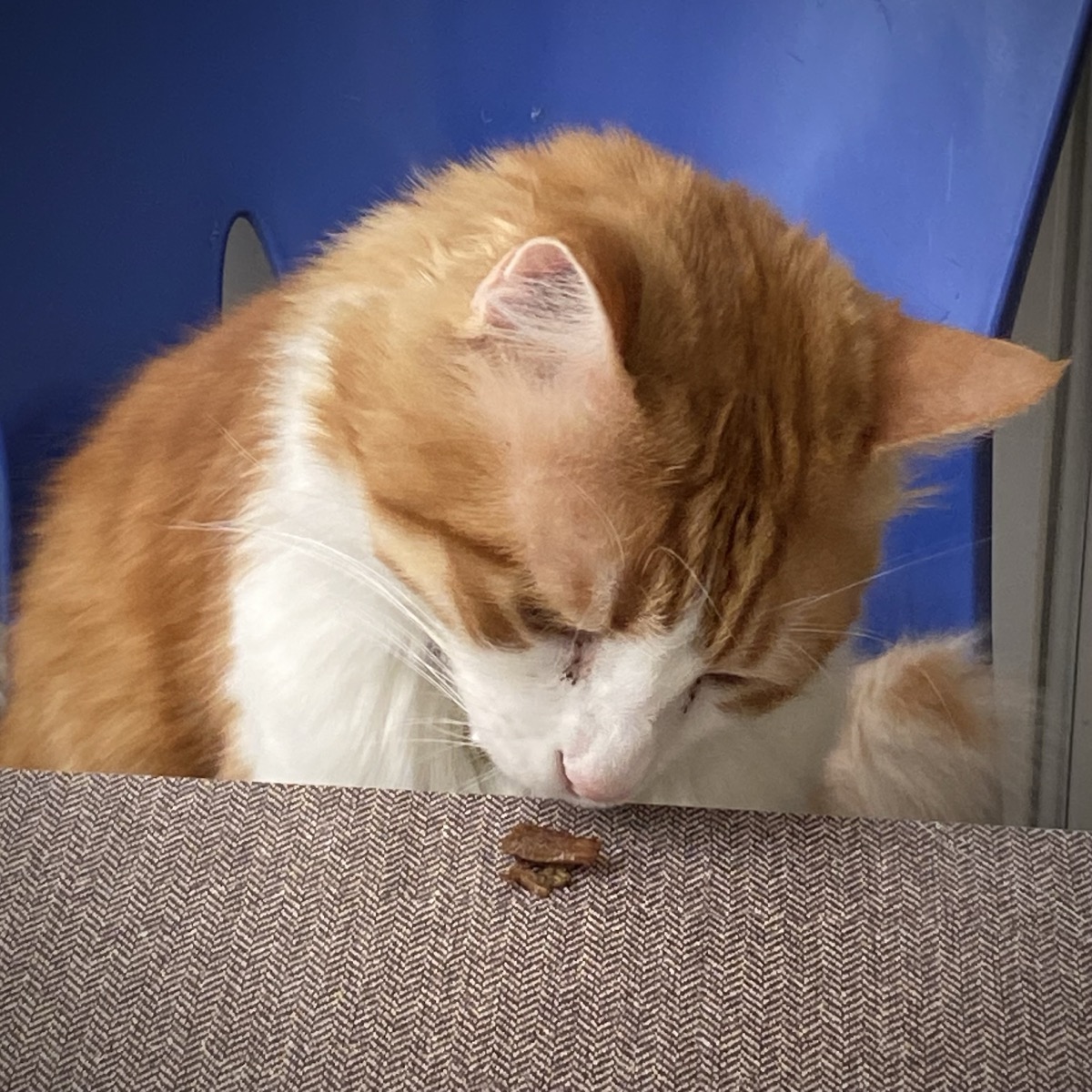 My cat smelling meat on the dining table